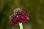 Grassleaf coneflower